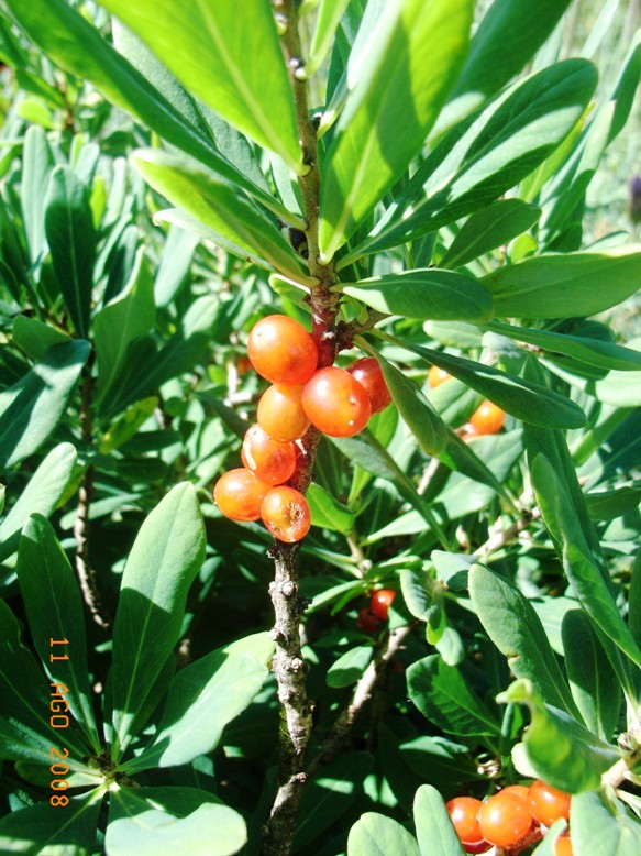 Daphne mezereum